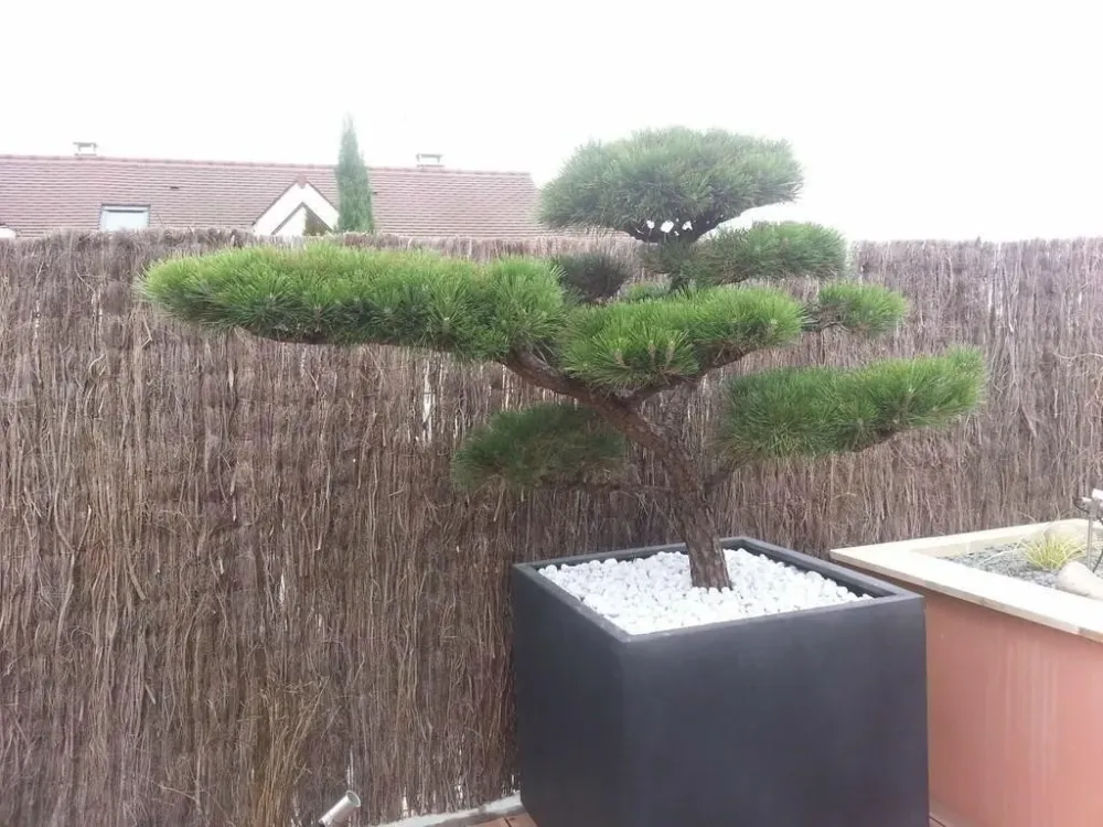 création amenagement (10)