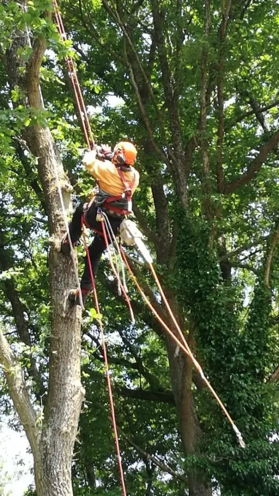 Élagage arbre sécurisé à Dourdan