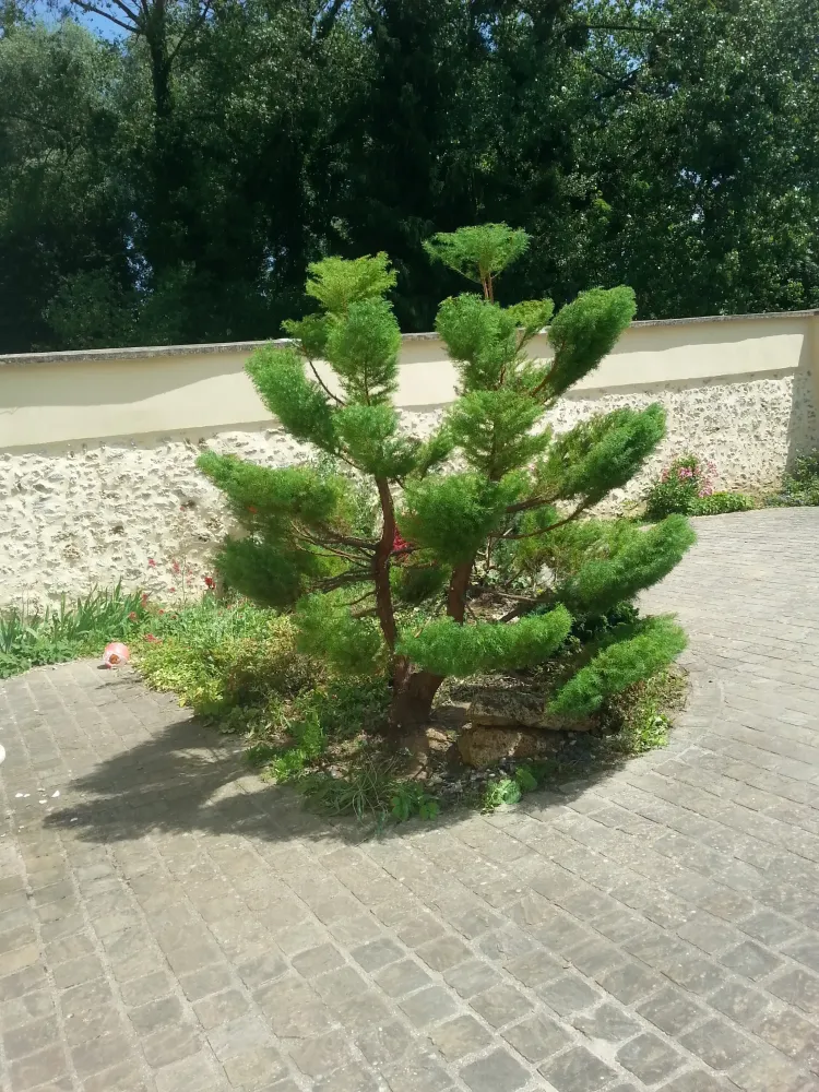 arbuste (2)